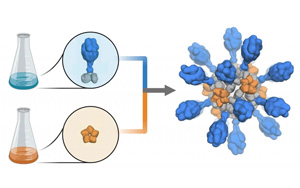 支持重組蛋白疫苗研發(fā)、生產(chǎn)的試劑解決方案