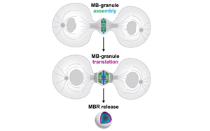 Cell子刊：細(xì)胞分裂的結(jié)果并非只是兩個(gè)子細(xì)胞，其殘余是導(dǎo)致癌癥擴(kuò)散的原因