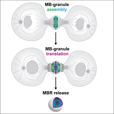 中間體顆粒的組裝，翻譯和釋放過(guò)程