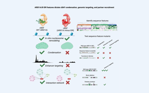 《Cell》蛋白質(zhì)內(nèi)在無(wú)序區(qū)在染色質(zhì)調(diào)控和基因表達(dá)中的關(guān)鍵作用