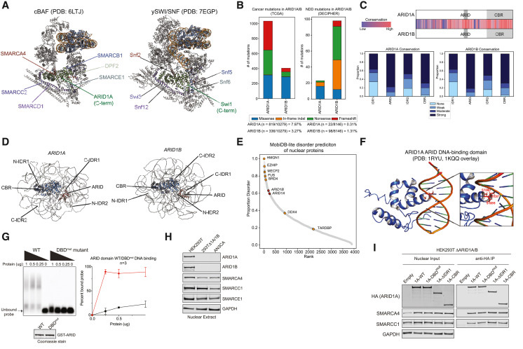 ARID1A/B cBAF亞基的結(jié)構(gòu)和功能特征 ARID1A/B cBAF亞基的結(jié)構(gòu)和功能特征