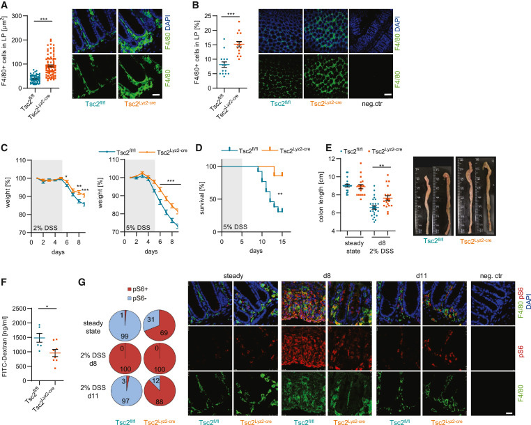 巨噬細胞中Tsc2的缺失可預(yù)防DSS誘導(dǎo)的結(jié)腸炎 巨噬細胞中Tsc2的缺失可預(yù)防DSS誘導(dǎo)的結(jié)腸炎