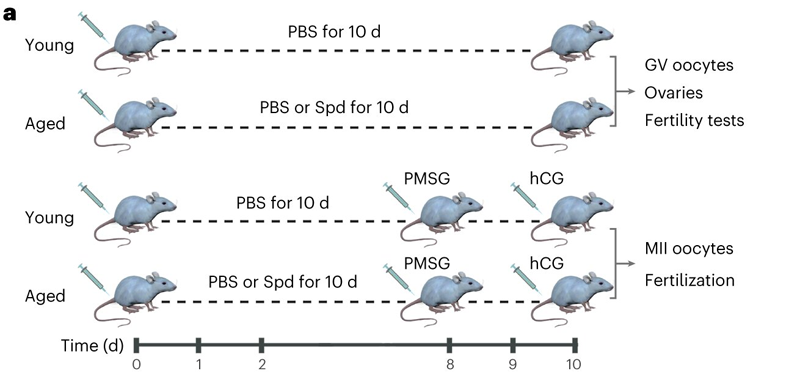 補充亞精胺對衰老小鼠卵巢亞精胺水平、卵泡發(fā)育和雌性生育能力的影響