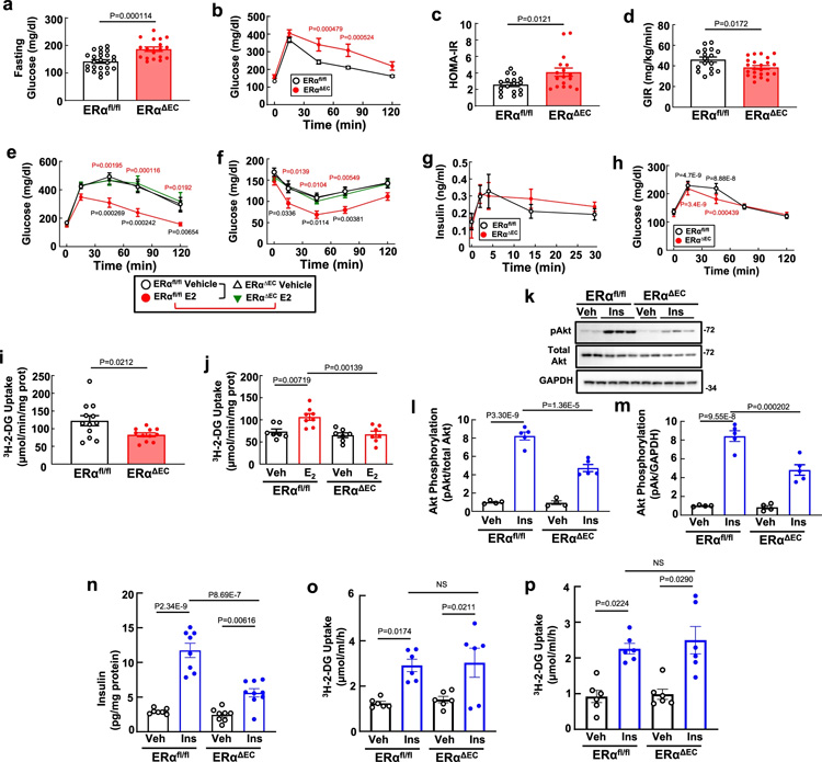 ERα通過增強胰島素向骨骼肌的輸送來改善葡萄糖耐受和胰島素敏感性
