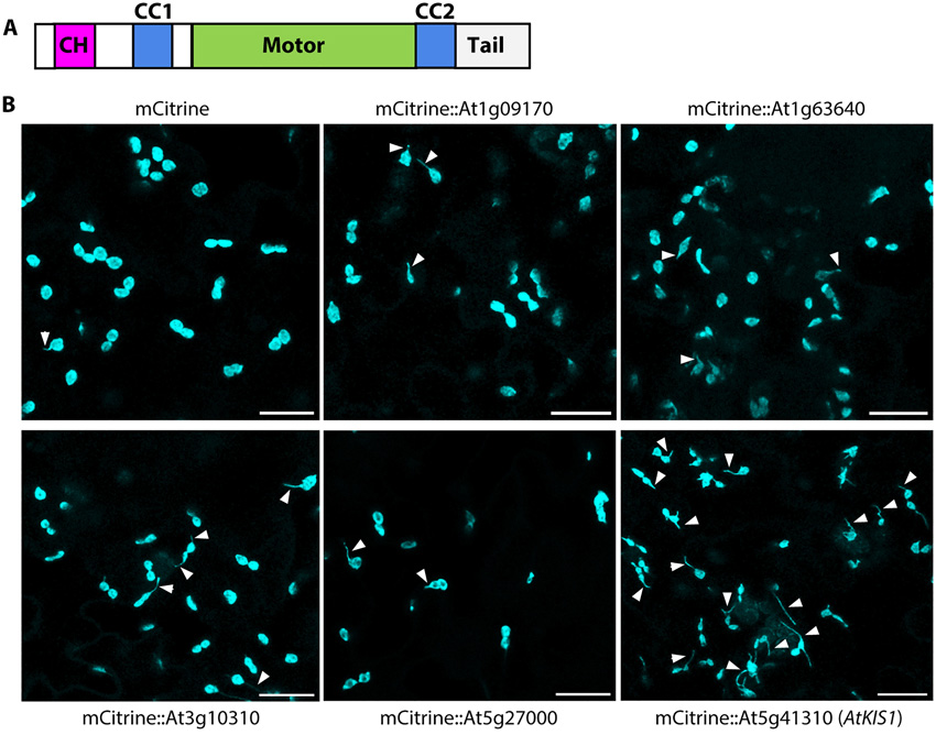 具有鈣調(diào)蛋白同源結(jié)構(gòu)域At5g41310的擬南芥驅(qū)動蛋白的過表達誘導(dǎo)組成型stromule的形成。