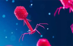 Nature：科學家發(fā)現病毒對抗細菌CRISPR免疫系統的全新方式