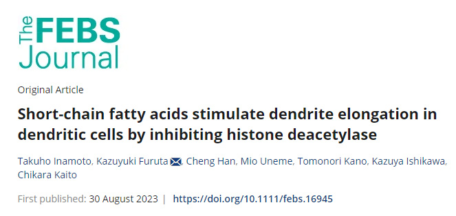 腸道細(xì)菌產(chǎn)生的短鏈脂肪酸(SCFAs)負(fù)責(zé)啟動(dòng)樹突細(xì)胞向腸腔延伸