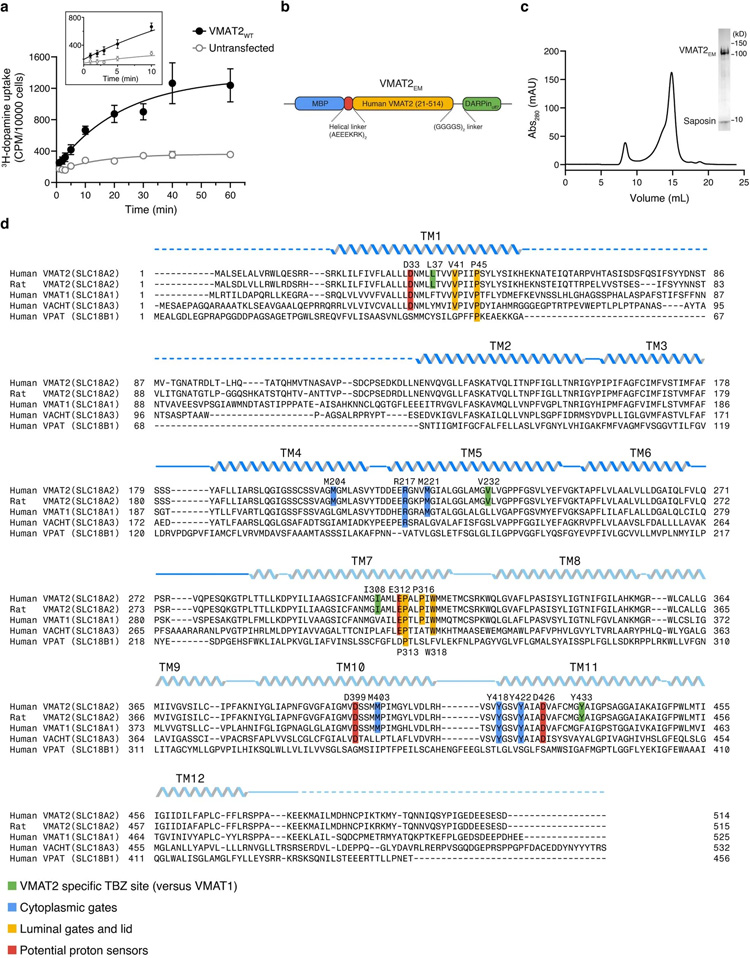 VMAT2的結(jié)構(gòu)設(shè)計(jì)和序列比對(duì)