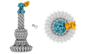 Cell：新的抗體能中和耐藥細(xì)菌