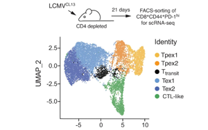 從線粒體功能入手，改善腫瘤免疫療法