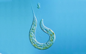 Nature揭示：“排毒”真的很重要！有的蟲(chóng)全面開(kāi)啟“排毒模式”后，生生延壽21%