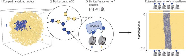 我們的染色質(zhì)及其在細(xì)胞周期中的動力學(xué)模型揭示了穩(wěn)定表觀遺傳記憶的三個關(guān)鍵要素