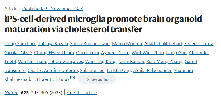 ips細(xì)胞衍生的小膠質(zhì)細(xì)胞通過(guò)膽固醇轉(zhuǎn)移促進(jìn)腦類器官成熟