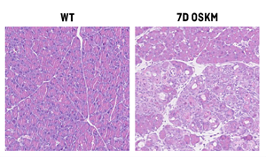 Nature Metabolism：原來(lái)維生素B12也在細(xì)胞重編程和組織再生中起關(guān)鍵作用