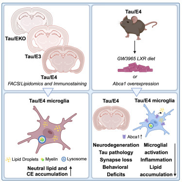 載脂蛋白E(APOE)是晚發(fā)性阿爾茨海默病的一個強的遺傳風險因素 載脂蛋白E(APOE)是晚發(fā)性阿爾茨海默病的一個強的遺傳風險因素