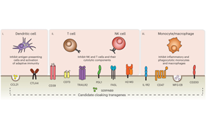 Nature子刊：免排斥！科學(xué)家創(chuàng)造了“隱形”供體細(xì)胞和組織移植物