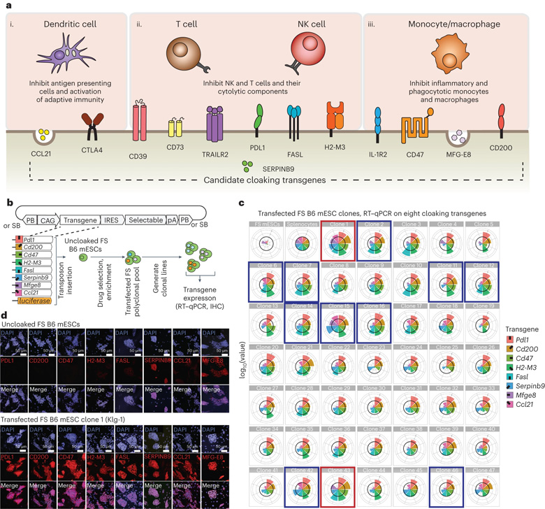 生成遮蔽的mESCs 生成遮蔽的mESCs