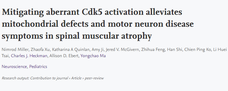 導(dǎo)致脊髓性肌萎縮癥(SMA)運(yùn)動(dòng)神經(jīng)元退化的新機(jī)制 導(dǎo)致脊髓性肌萎縮癥(SMA)運(yùn)動(dòng)神經(jīng)元退化的新機(jī)制