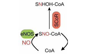 Cell找到了糖尿病的新病因！這種酶能阻止體內(nèi)產(chǎn)生胰島素