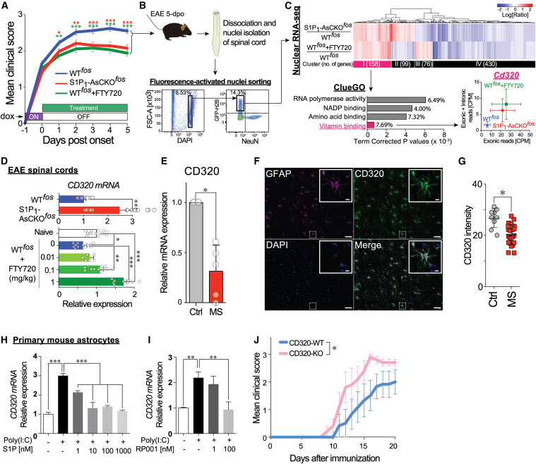 
FTY720 restores CD320 expression that is downregulated in EAE and MS lesions and is essential for protecting against neuroinflammation
FTY720恢復(fù)CD320的表達(dá)，CD320在EAE和MS病變中下調(diào)，對(duì)預(yù)防神經(jīng)炎癥至關(guān)重要