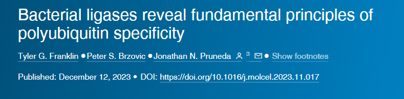 細菌連接酶揭示了多泛素特異性的基本原理