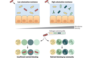 《Science》肺炎和腸道：不同微生物菌群合作切斷有害細(xì)菌的“軍糧”