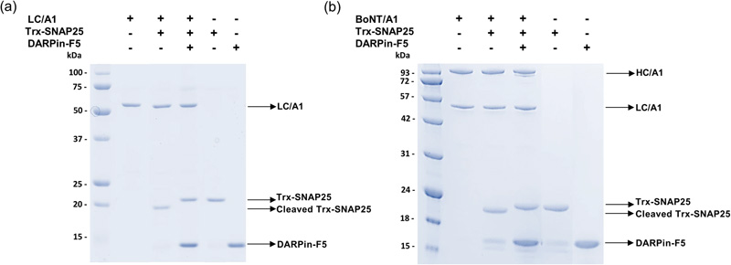 DARPin-F5對(duì)BoNT/A1和重組LC/A1的酶活性的抑制作用