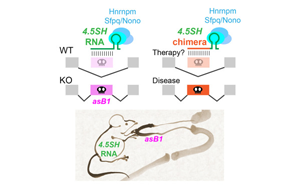 神秘的小RNA分子：第一個自然產(chǎn)生的，能調(diào)節(jié)選擇性剪接的RNA