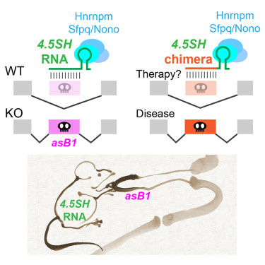 4.5SH RNA是小鼠體內(nèi)一種重要的物種特異性非編碼RNA