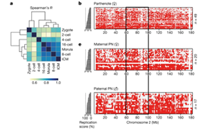 Nature令人著迷的新發(fā)現(xiàn)：DNA復(fù)制時序