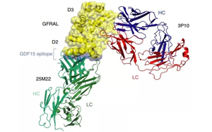 《Nature》竟然是胎兒分泌的激素導(dǎo)致孕吐？