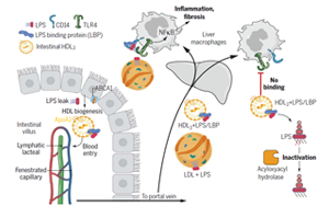 打破固有認(rèn)知！Science揭秘腸道運(yùn)行新機(jī)制：合成膽固醇中的“好學(xué)生”，或?yàn)楦闻K疾病治療帶來(lái)新靶點(diǎn)
