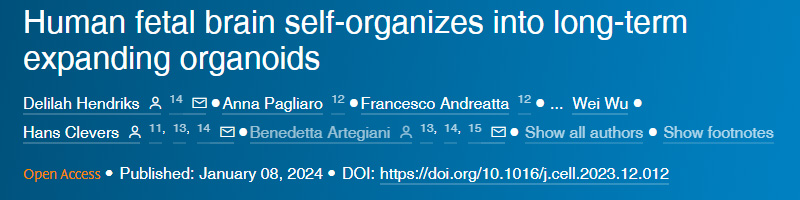 人類胎兒大腦自我組織成長期擴(kuò)展的類器官