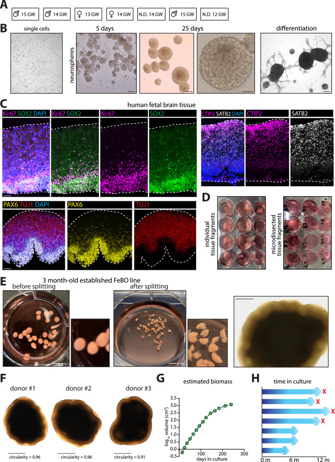 FeBO細(xì)胞系建立的供體組織特征 FeBO細(xì)胞系建立的供體組織特征