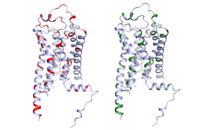 血清素的秘密:TAAR1對(duì)精神障礙的隱性影響