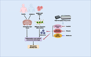 Cell Stem Cell：SARS-CoV-2可以感染多巴胺神經(jīng)元，導(dǎo)致衰老