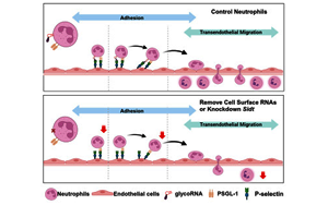 《Cell》身體發(fā)炎，究竟是誰(shuí)負(fù)責(zé)精準(zhǔn)地招募中性粒細(xì)胞？