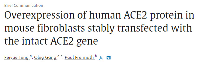 小鼠纖維細(xì)胞的人ACE2蛋白的過度表達(dá)在人ACE2基因協(xié)助下穩(wěn)定地轉(zhuǎn)染