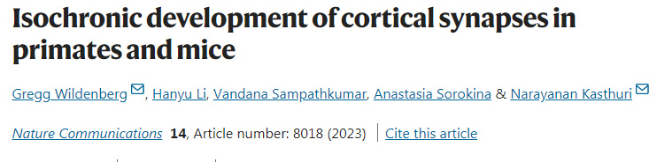 靈長類動(dòng)物和小鼠皮層突觸的等時(shí)發(fā)育 靈長類動(dòng)物和小鼠皮層突觸的等時(shí)發(fā)育