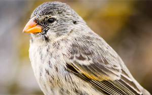一個物種是如何變成許多物種的?科學(xué)家已經(jīng)證實(shí)了達(dá)爾文的假說