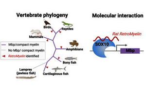 Cell：逆轉(zhuǎn)錄病毒在大腦進(jìn)化中發(fā)揮了關(guān)鍵作用