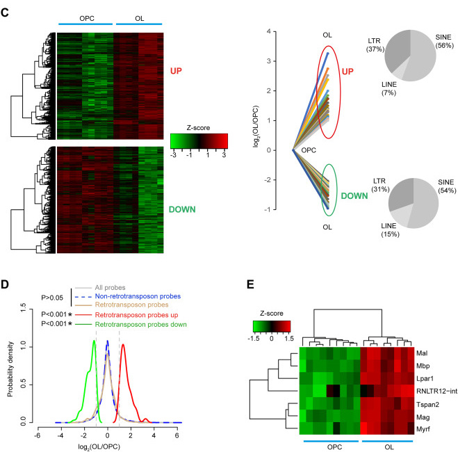 DECTIN-1蛋白質(zhì)結(jié)構(gòu)的3D打印 DECTIN-1蛋白質(zhì)結(jié)構(gòu)的3D打印
