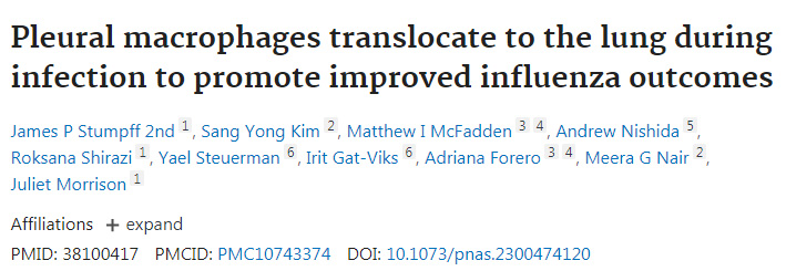 胸膜巨噬細(xì)胞在感染時轉(zhuǎn)移到肺部，促進(jìn)流感的改善