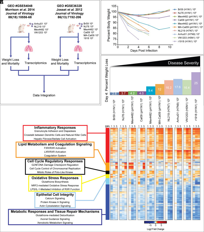 通過炎癥、代謝、細(xì)胞周期和組織修復(fù)基因表達(dá)的宿主反應(yīng)差異來區(qū)分流感疾病