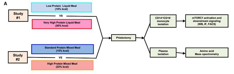 #1研究評(píng)估了極限攝入液態(tài)餐中蛋白質(zhì)對(duì)單核細(xì)胞mTORC1激活和下游功能的影響。