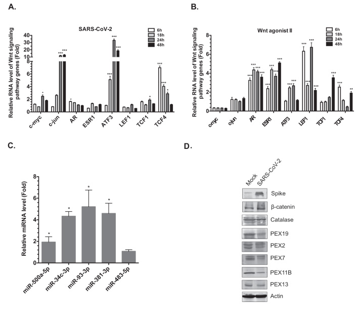 Wnt/β-連環(huán)蛋白信號通路相關(guān)基因在SARS-CoV-2感染期間上調(diào)