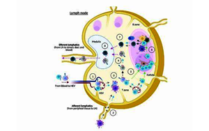 接種疫苗反應(yīng)低為何與睡眠時(shí)間短相關(guān)？研究揭示睡眠刺激免疫系統(tǒng)的分子機(jī)制