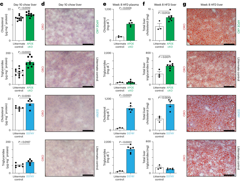 誘導型APOB脂蛋白血脂異常小鼠模型的建立 誘導型APOB脂蛋白血脂異常小鼠模型的建立