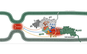 Immunity：EB病毒的弱點(diǎn)
