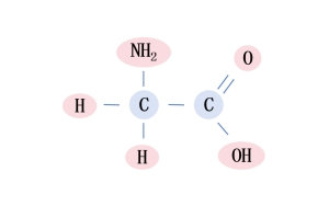 甘氨酸-小身體，有大能量